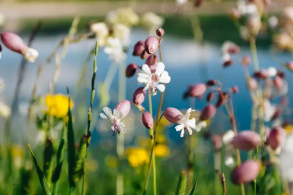 A close up of a field with different flowers and a body of water in the back.