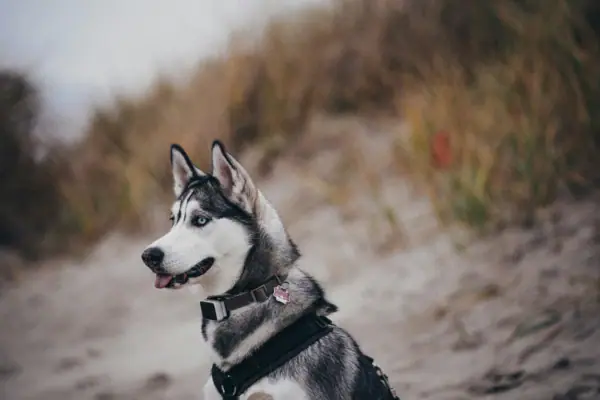 Ein Hund sitzt auf Sand.