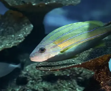 Ein Fisch in einem Aquarium mit Steinen im Hintegrund.