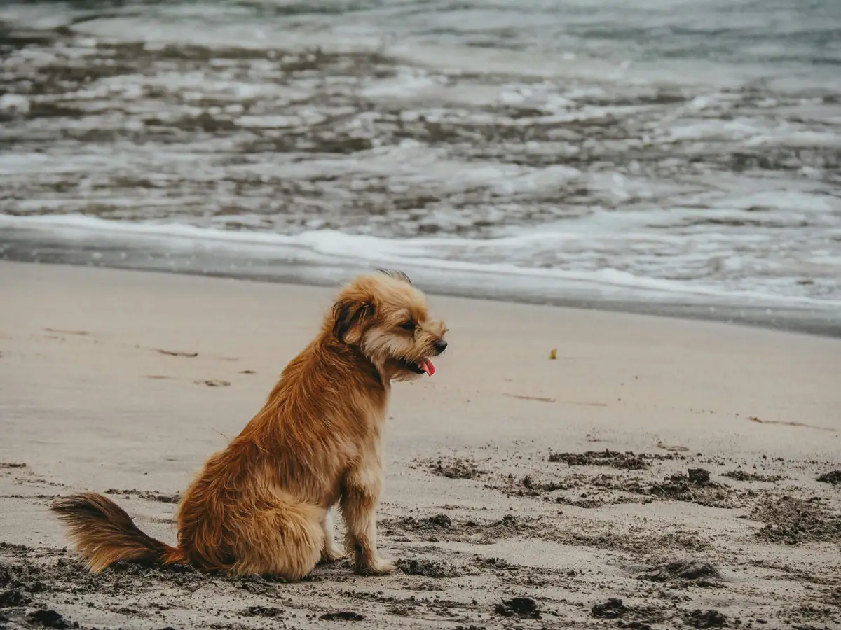 Kühlungsborn mit Hund Hund sitzt am Strand.