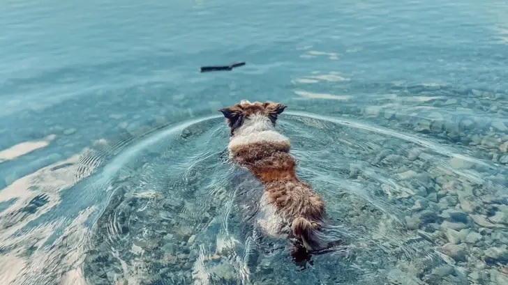 Ein Hund schwimmt in einem See.