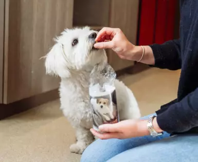 Ein kleiner, weißer, flauschiger Hund bekommt von seinem Besitzer Leckerlies gefüttert. 