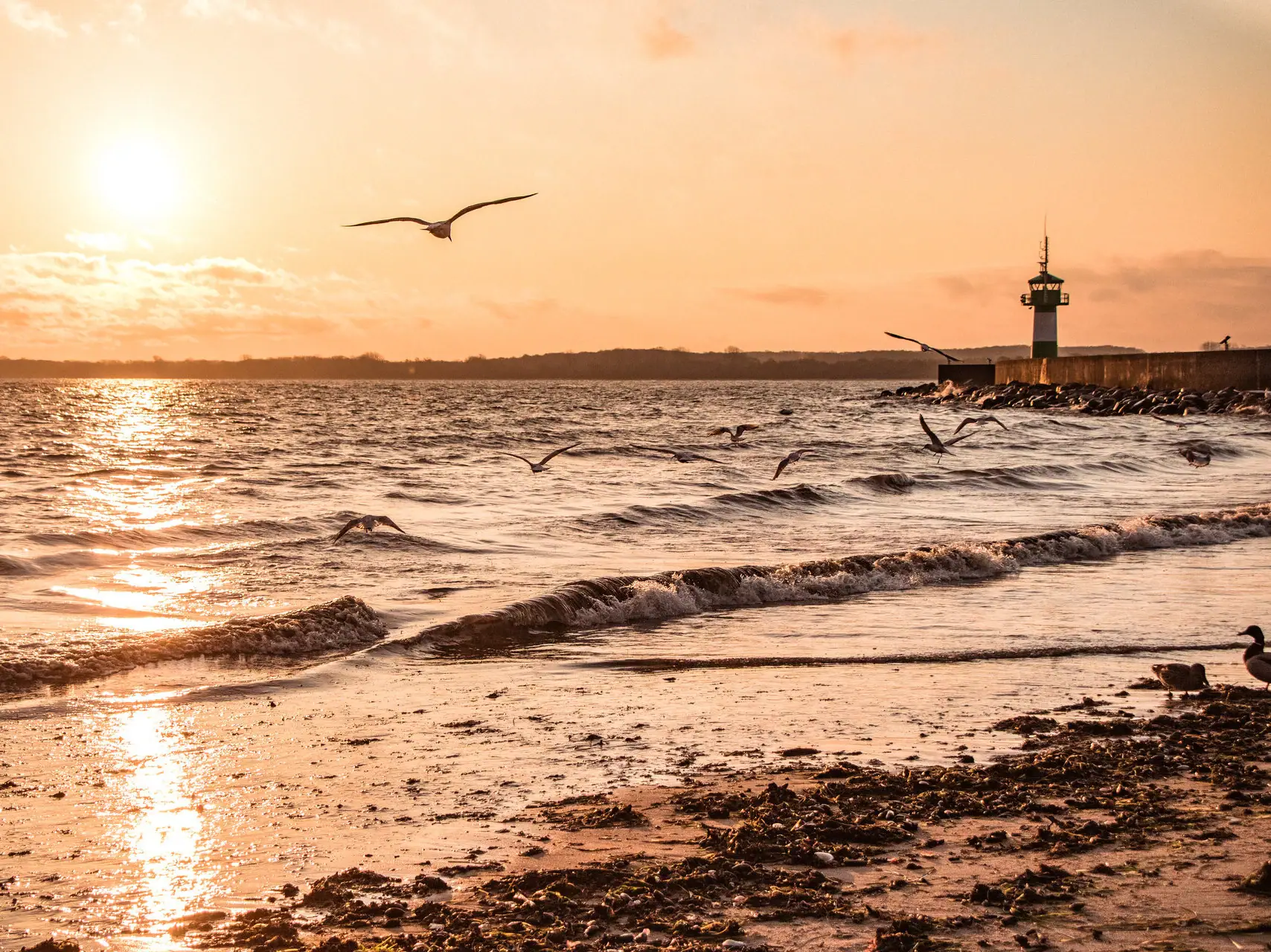 Eine Gruppe von Vögeln fliegt über das Wasser.