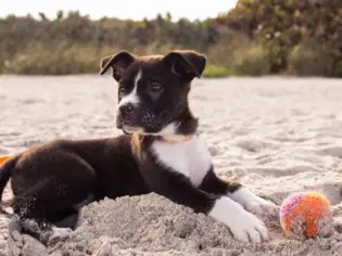 Ein schwarz weißer Hunde-Welpe liegt im Sand mit einem orangenem Ball.