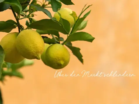Zitronen an einem Baum vor einem orangenem Hintergrund.