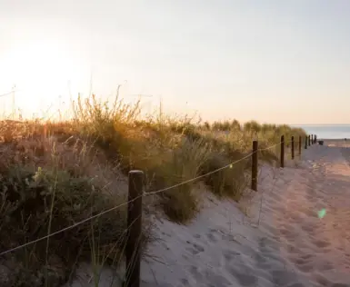 Über Dünengräsen im Morgentau an einem Sandweg zum Strand geht die Sonne auf.