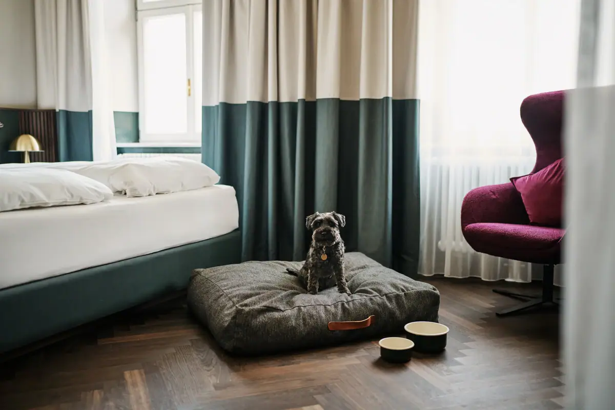 Hund sitzt auf einem Kissen in einem Raum.