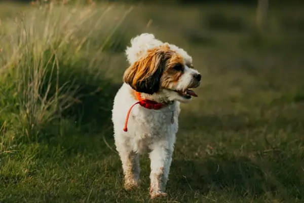 Usedom mit Hund Ein Hund steht in einem Feld.