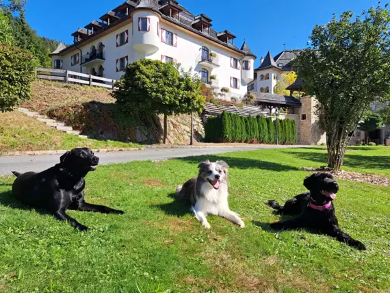 Auf einer Wiese vor einem Hotelkomplex liegen drei neugierige Hunde. 