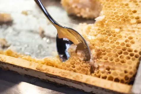 Mit einem silbernen Löffel wird Honig von einer Honigwabe abgenommen. 