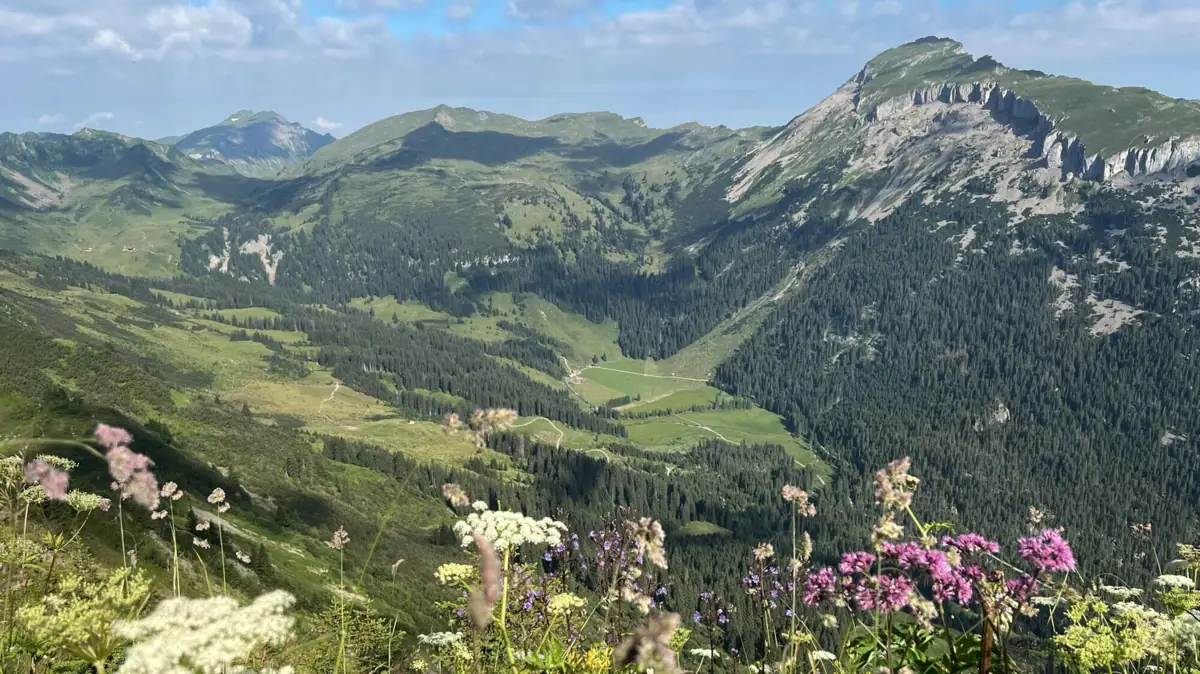Bergkette mit Blumen und Bäumen im Vordergrund.