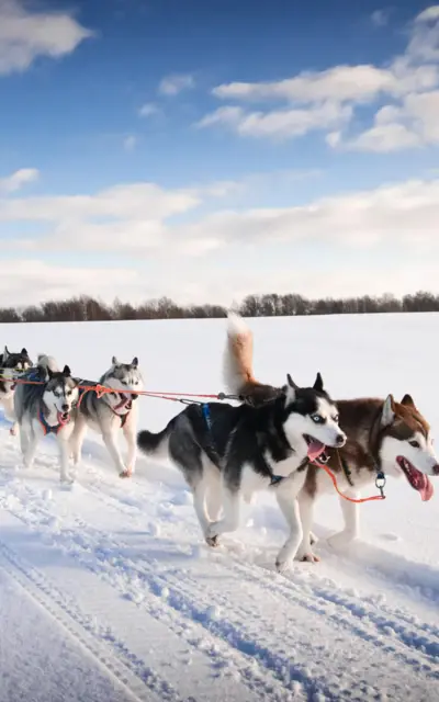 Ein Hundeschlitten-Team, bestehend aus mehreren Huskys, zieht einen Schlitten durch eine schneebedeckte Landschaft. Der Schlittenführer ist in roter Winterkleidung gekleidet. Ein klarer blauer Himmel mit einigen Wolken ist im Hintergrund zu sehen.