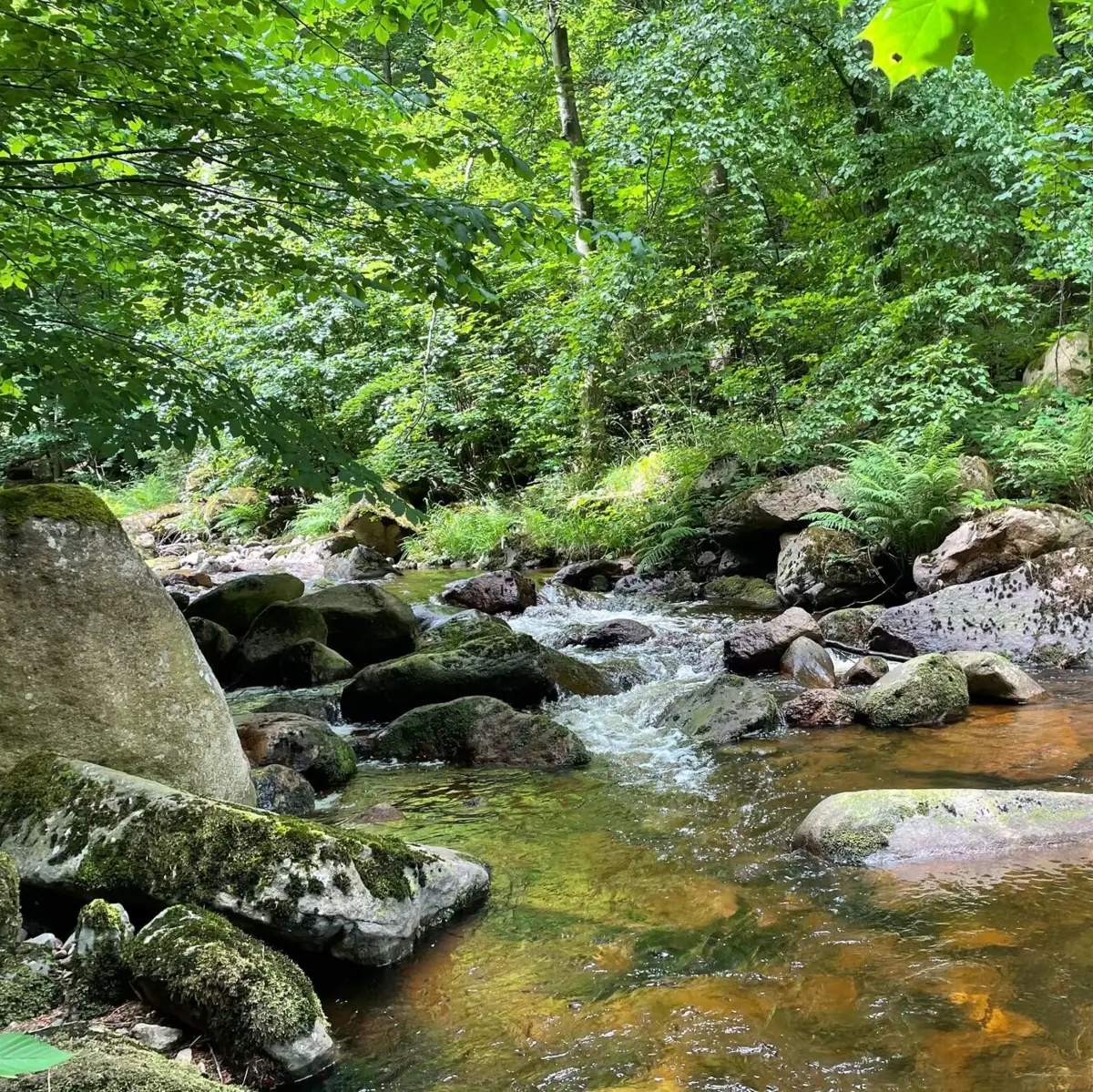 Ein Fluss fließt durch einen Wald.