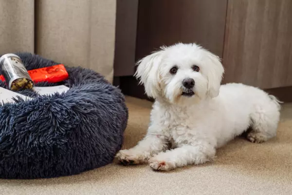 Ein kleiner, weißer, flauschiger Hund liegt neben einem grauen Körbchen auf einem Teppich und schaut neugierig in Richtung Kamera. 
