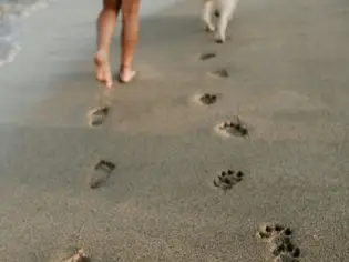 Es sind Fußspuren von einem Menschen und einem Hund im Sand zu sehen, die zusammen am Strand spazieren gehen. 