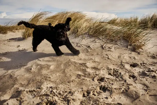 Hund läuft auf Sand
