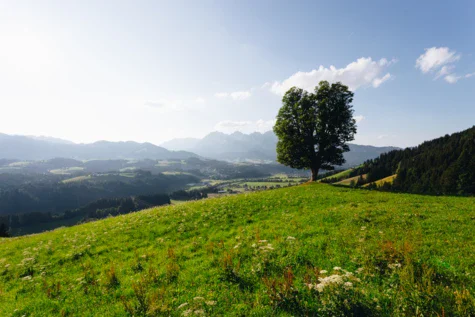 Eine weite Aussicht über die Grüne Landschaft mit Bergen im Hintergrund, Blumen auf der Wiese und Wäldern. 
