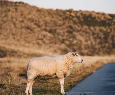 Ein flauschiges, weißes Schaf steht zur Hälfte auf dem bewachsenen Dünenstreifen und zur anderen Hälfte auf der asphaltierten Straße. 