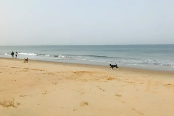 Zwei Hunde rennen am Strand entlang.