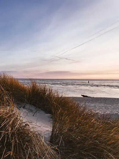 Gras am Strand bei klarem Himmel und Wasser im Hintergrund