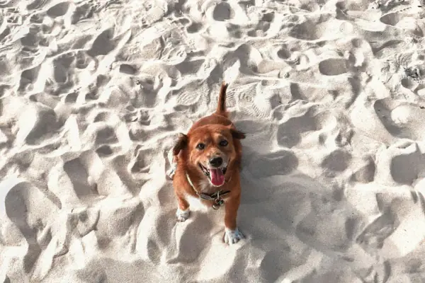 Ein Hund steht im Sand am Strand.